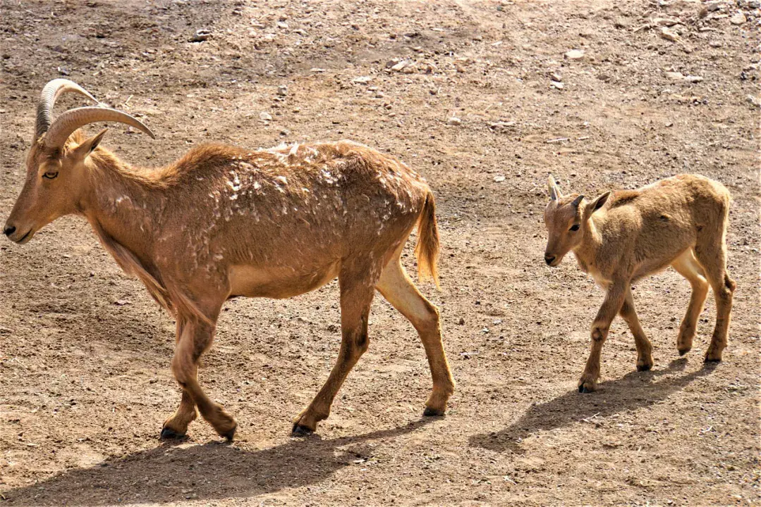 Betancuria Nemzeti Park, Fuerteventura