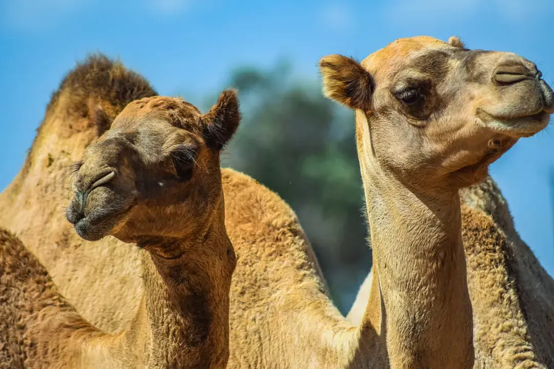 Camel Park, tevegelj varázslatos környezetben