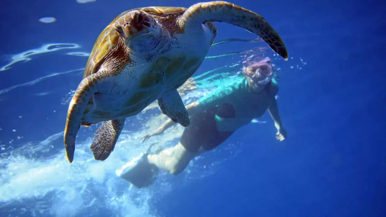 Delfinek és teknősök nyomában/ Kajakozz és sznorkelezz Tenerifén