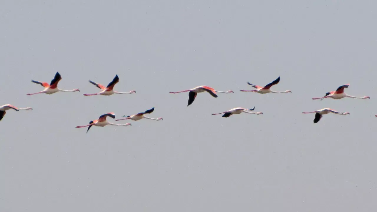 Fedezd fel Te is a Delta de l’Ebre csodáit