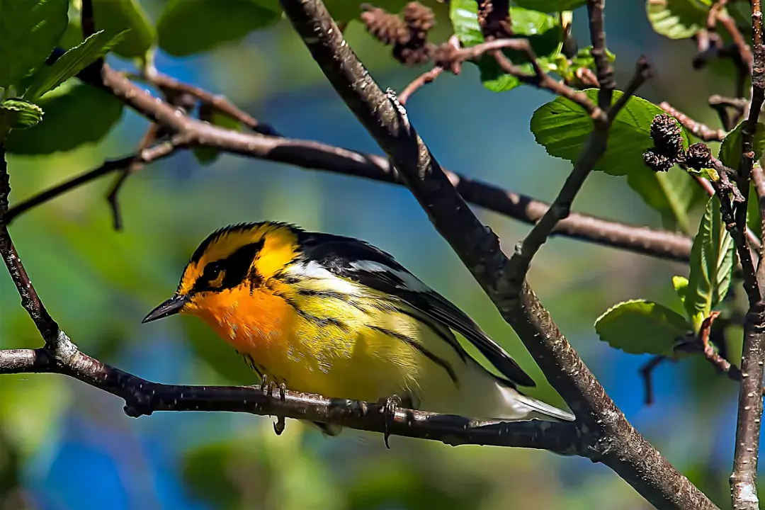 Leszboszi Megkövesedett Erdő