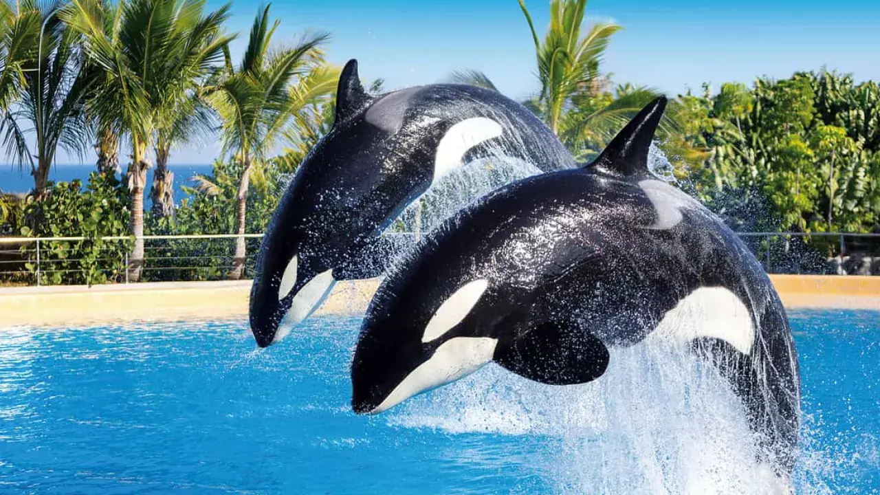 Loro Parque és Siam Park