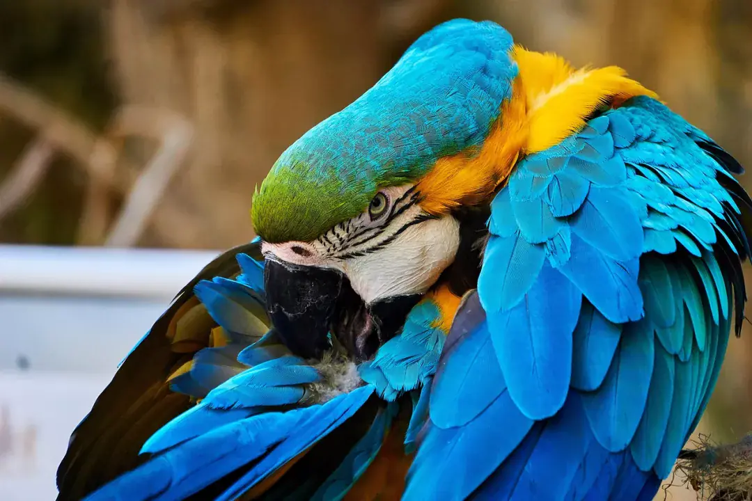 Mágia és babonák Máltán, amelyekről a helyiek is csak suttognak