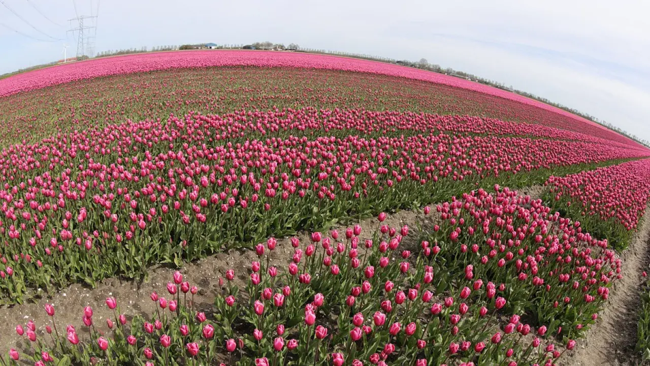 Tulipán földek Hollandiában
