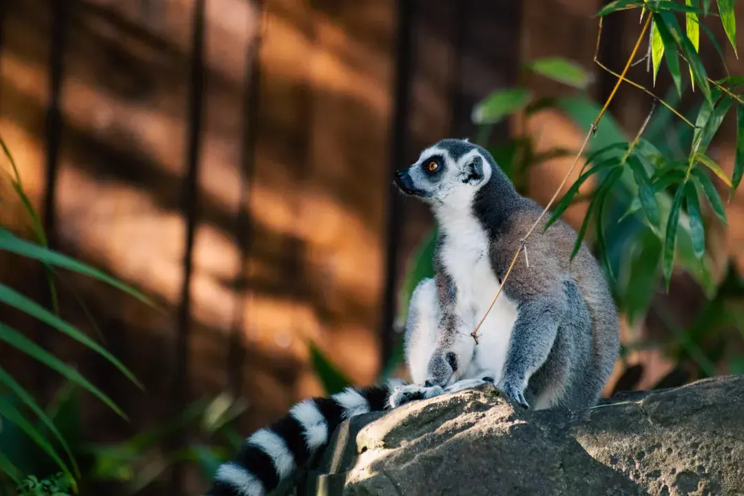 Monkey Park – állatok testközelben