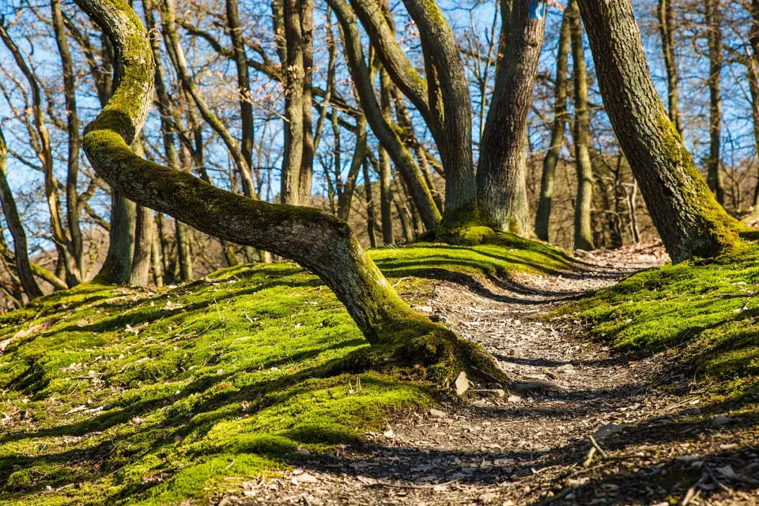 Sierra de las Nieves Nemzeti Park és túraútvonalai