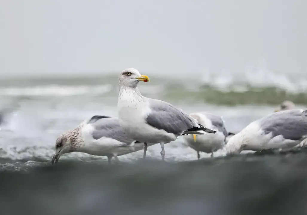 Turista vélemények a Voidokilia Beach-ről