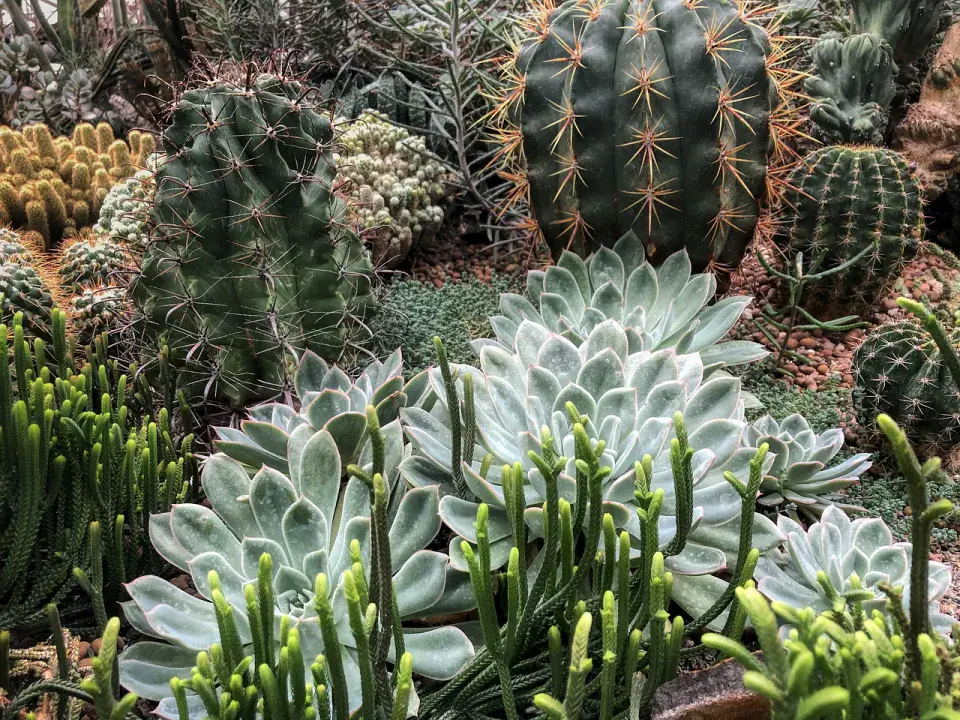 Viera y Clavijo Botanikus Kert – zöld programok Gran Canarián